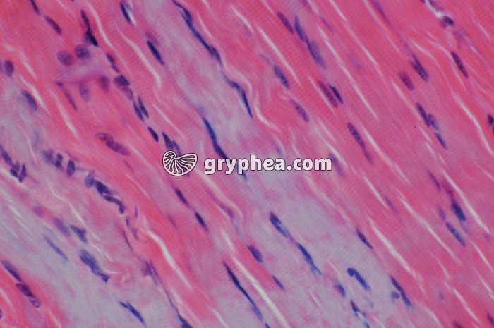 Fibres musclaires striées CL x200 - gryphea.com